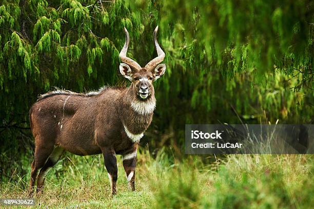 Mountain Nyala Stock Photo - Download Image Now - Nyala - Antelope, Antelope, Ethiopia