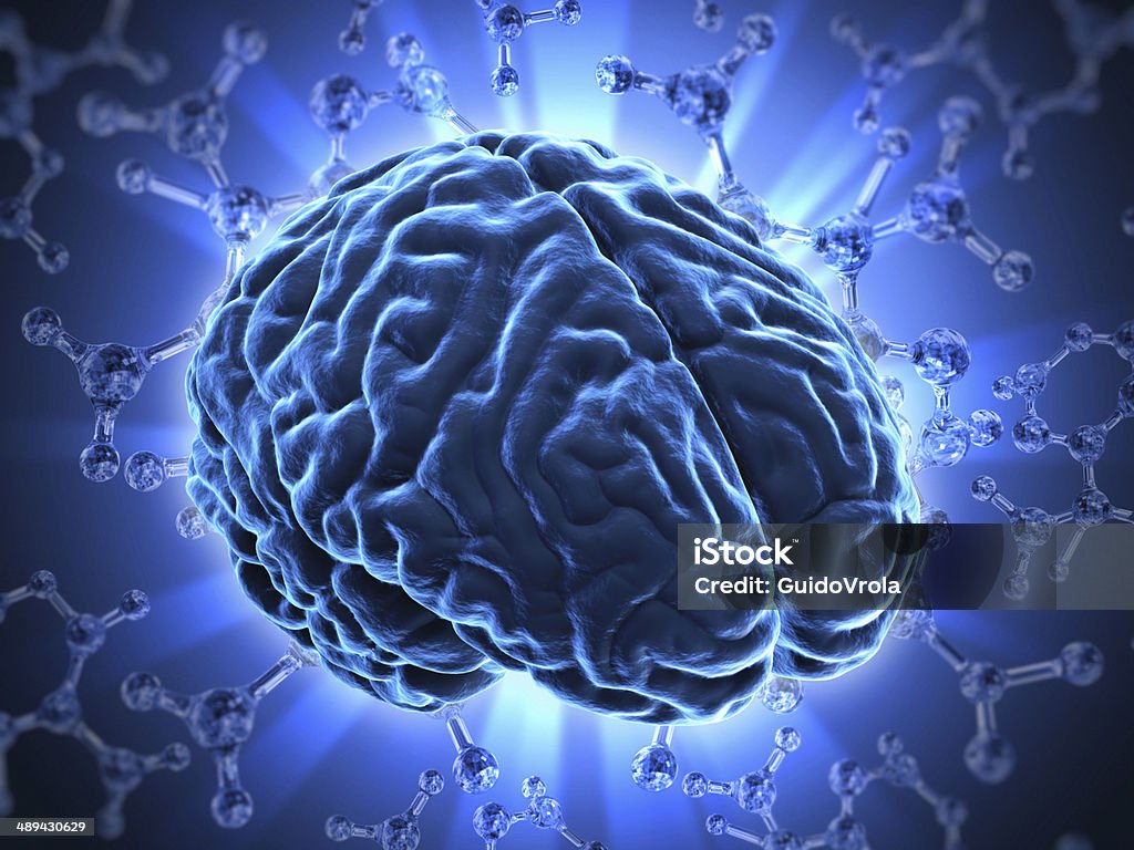 The human brain Very high resolution 3d rendering of an human brain. Anatomy Stock Photo