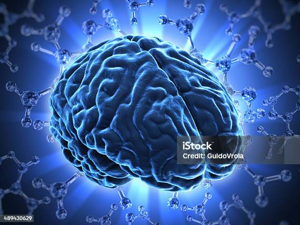 The Human Brain Stock Photo - Download Image Now - Anatomy, Cerebellum, Contemplation