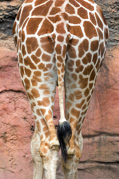 istock Tail of the Giraffe Abstract 489430636