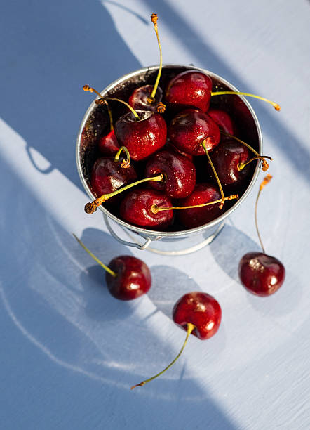 Cherries in a Bucket stock photo