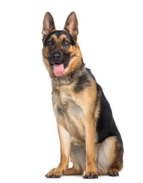 istock German Shepherd Dog sitting and panting (1 year old) 489430935