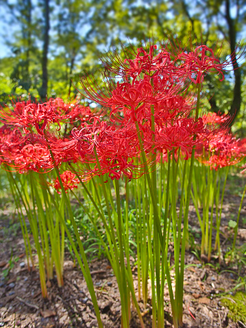 [i]Lycoris radiata[/i] (red spider lily, red magic lily) is a plant in the amaryllis family, Amaryllidaceae, subfamily Amaryllidoideae. Originally from China, Korea and Nepal, it was introduced into Japan and from there to the United States and elsewhere. 