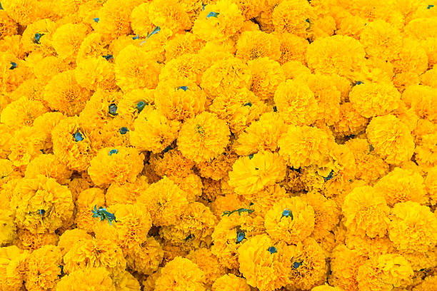 istock Pile of Marigold 489431003
