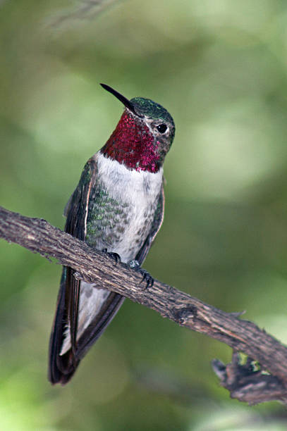istock male Anna's hummingbird, Calypte anna 489431253