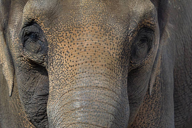 istock Asian Elephant Closeup Portrait Abstract 489431464