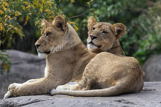 istock Pair of Lion Cubs 489431490