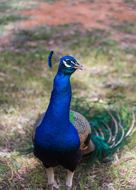 istock portrait of a peacock 489431491