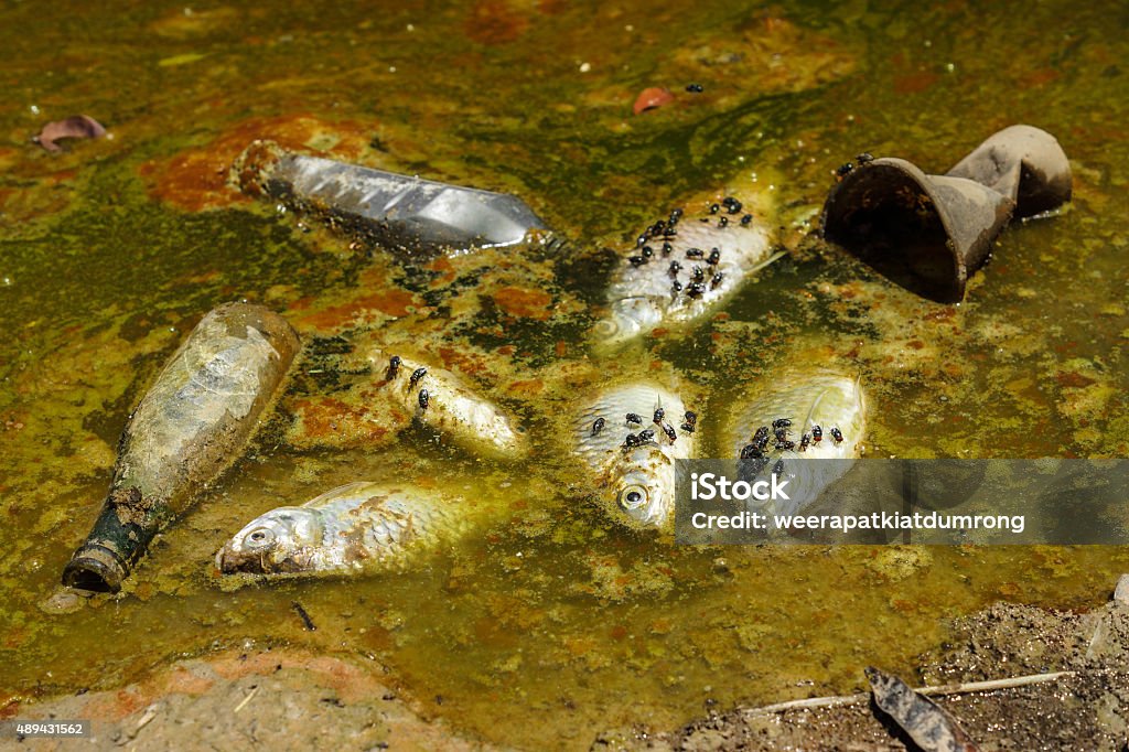 Water Pollution Stock Photo - Download Image Now - Dead Animal, Garbage,  Pollution - iStock
