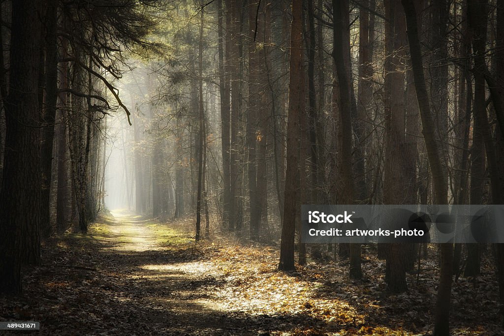 Forest a path in a forest Autumn Stock Photo