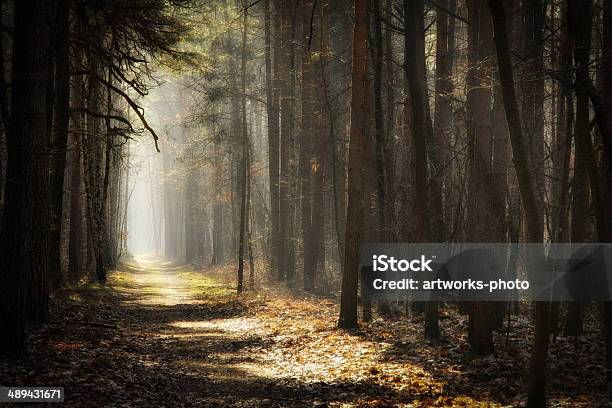 Forest Stock Photo - Download Image Now - Autumn, Day, Fog