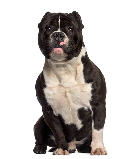 American Bully sitting (18 months old) American Bully sitting (18 months old) american bully dog stock pictures, royalty-free photos & images