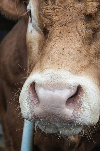 istock Bull nose close up 489432434
