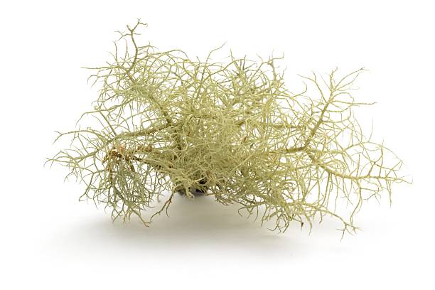 lichen (usnea sp) - lichen photos et images de collection