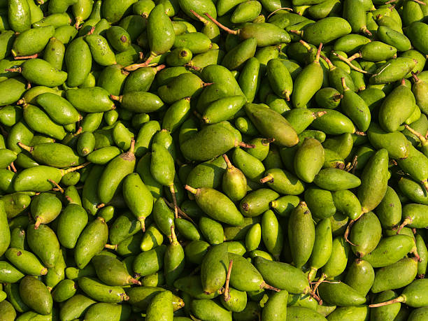 Green Mango stock photo