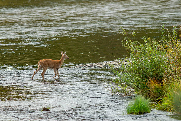 Młody deer w pobliżu rzeki's edge. – zdjęcie