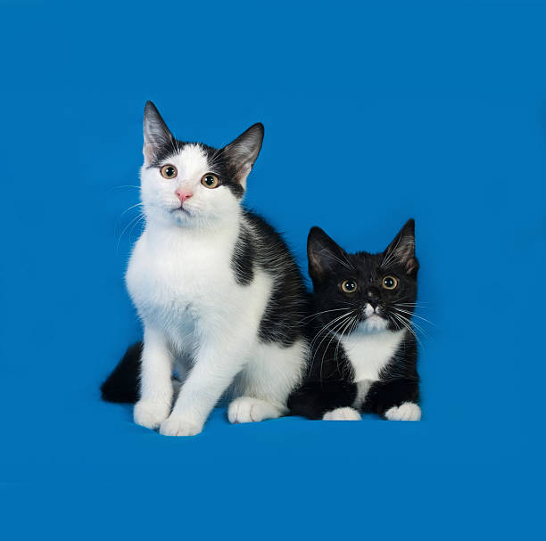istock Two black and white kitten sitting on blue 489436360