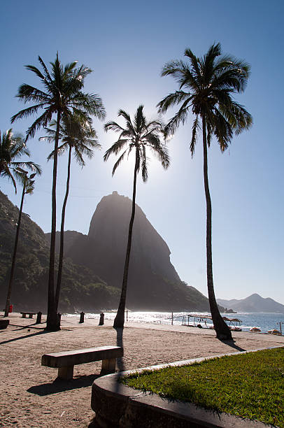 istock Palm Trees and Sugarloaf Mountain 489438030