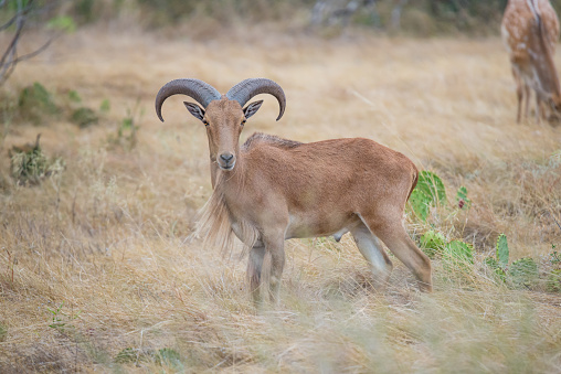 Aoudad Ram Standing proudly in field broadside to the left