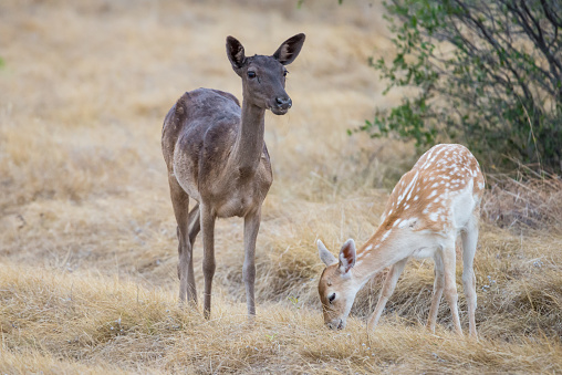 Chocolate fallow mother with her spotted fallow fawn
