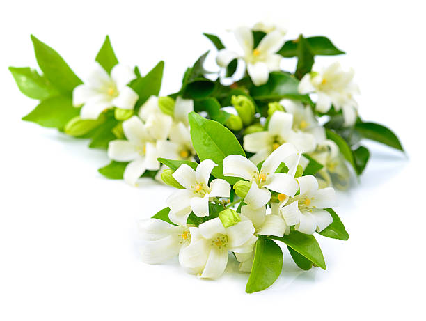 istock Fresh white flowers isolated on a white background. 489439084