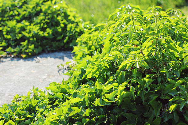 istock green plant in a summer day 489439314