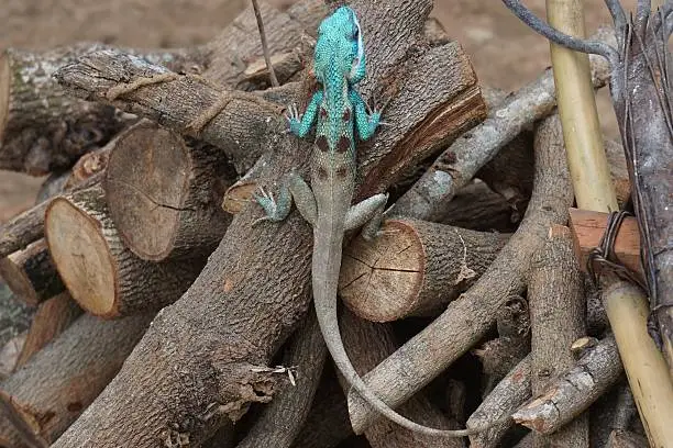 Photo of blue crested lizard