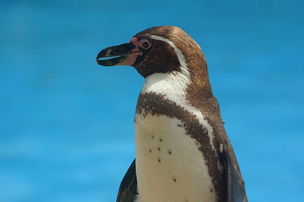 пингвин гумбольдта - humboldt penguin стоковые фото и изображения