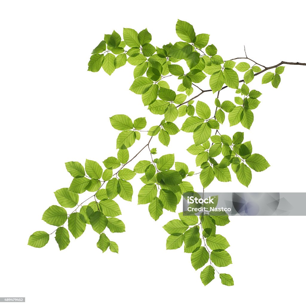 Close up of a tree branch Close up of a tree branch isolated on white background Leaf Stock Photo