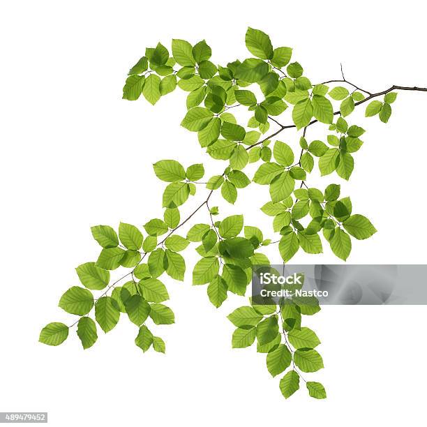 Close Up Of A Tree Branch Stock Photo - Download Image Now - Leaf, Branch - Plant Part, Tree