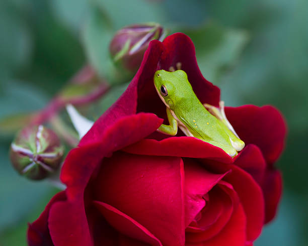 This is a little green tree frog, Hyla Cinerea, sitting on a dark red Don Juan rose in Morgan County Alabama USA.