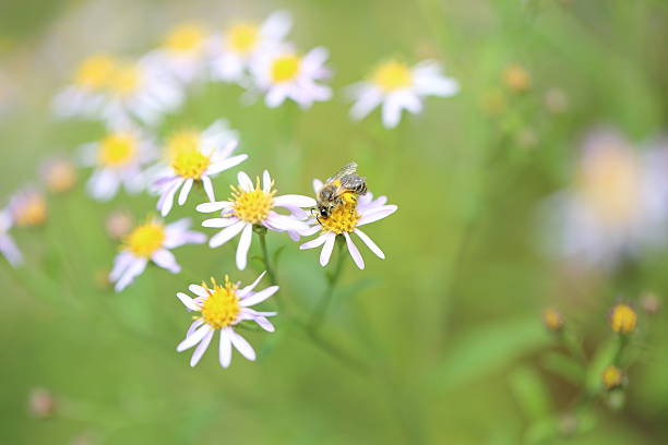 istock Japanese honeybee on wild chrysanthemum 489480264