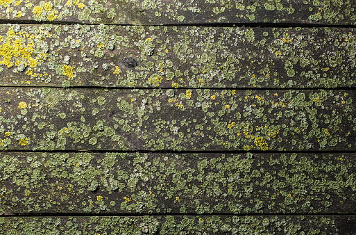 Close up of old wooden planks covered with moss, with copy space