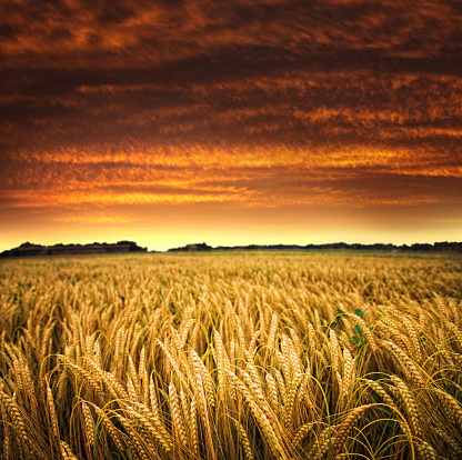 golden wheat field against dramatic sunset sky