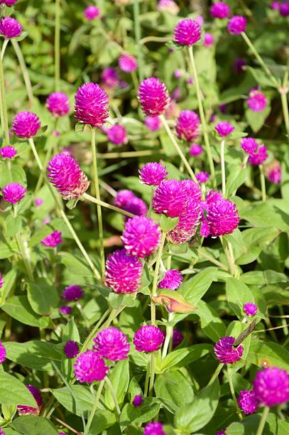 istock Beautiful purple flowers 489481868