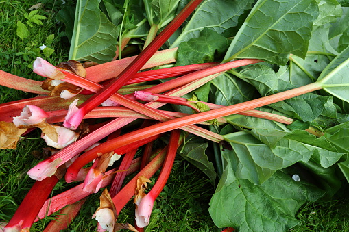 rhubarb freshly harvested