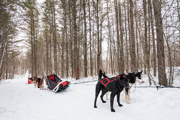 istock Dogs harnessed for sledding in winter 489481964