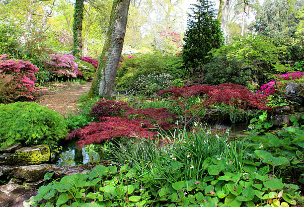 image d'un jardin boisé, d'eau, culture en marécage de plantes et d'érables du japon - azalea magenta flower red photos et images de collection