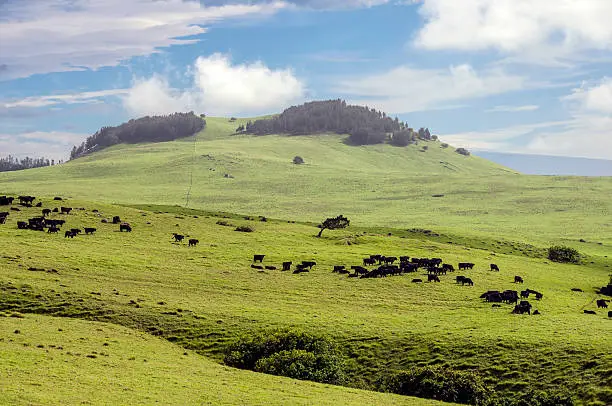 Waimea ranch country on the big island of Hawaii.