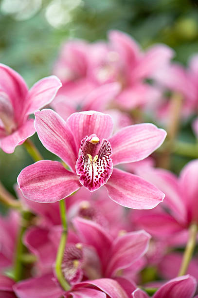 istock pink orchid flower with tropical plants 489482567