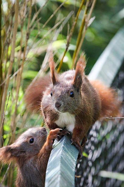 ardilla - mehrere tiere fotografías e imágenes de stock