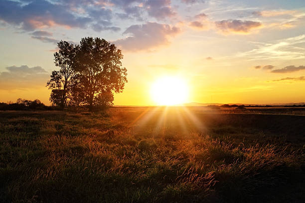 istock Single tree stands on a meadow in the morning 489483730