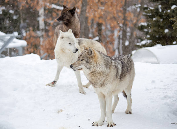 istock small pack of three Eastern timber wolves gather on snow 489483855