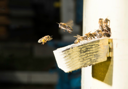 Bees entering the hive. White beehive