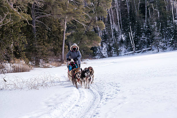 istock Dog sledding in Minnesota 489484284