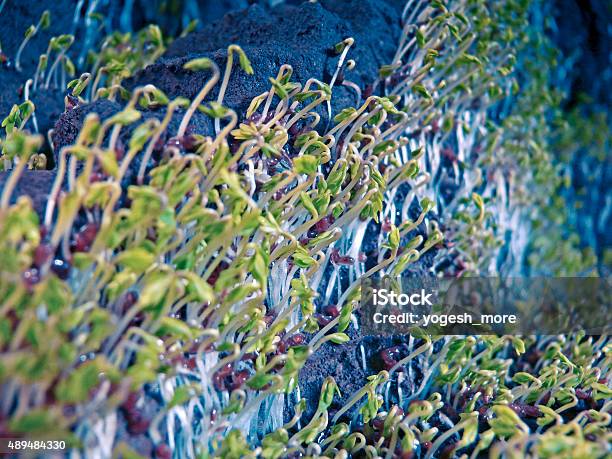 Lepidium Sativum L Gardencress Pepperweed Stock Photo - Download Image Now - 2015, Crucifers, Flowering Plant