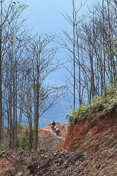 Ha Giang, Vietnam - February 6, 2014: Vietnamese child riding a buffalo for home on a mountain road.
