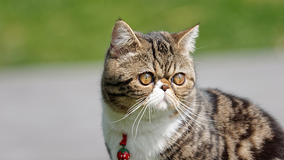 Exotic shorthair cat with bell on neck