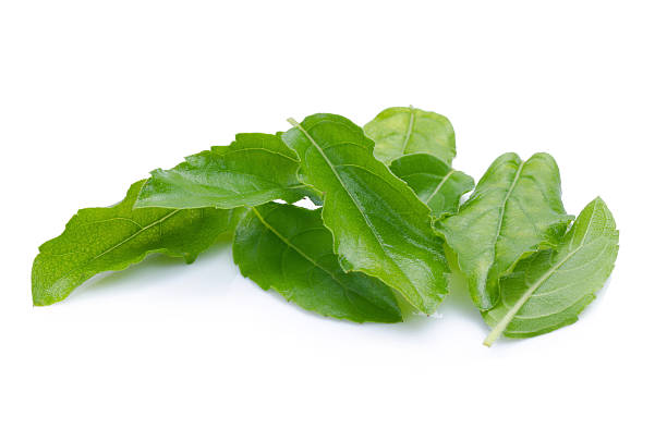 istock Holy basil or tulsi leaves isolated over white background 489485296