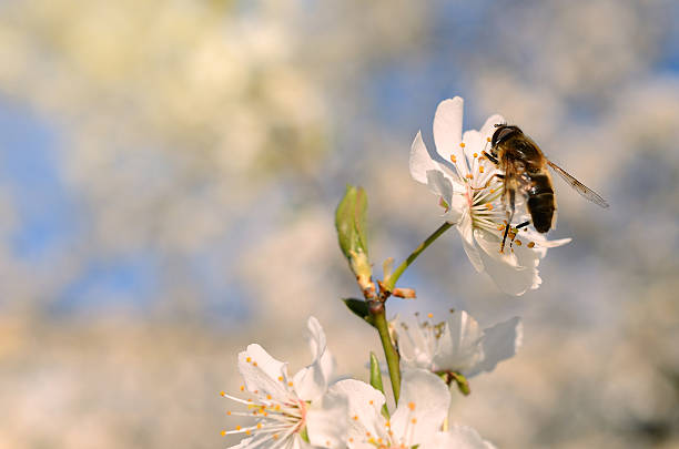 detalhe de fotografia de uma abelha na flor de cerejeira - awe fly flower pollen - fotografias e filmes do acervo